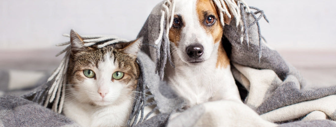 Gemütliche Winterzeit mit Hund & Katze