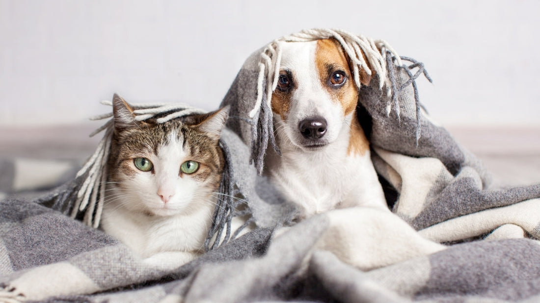 Gemütliche Winterzeit mit Hund & Katze