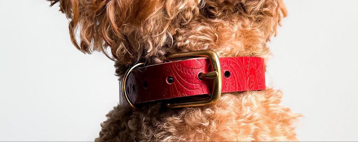 Schweizer Handwerk mit Herz - Das Floralis Hundehalsband von Doggy with Style