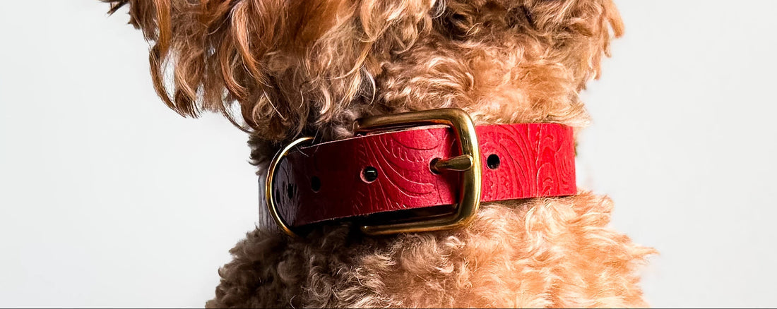 Schweizer Handwerk mit Herz - Das Floralis Hundehalsband von Doggy with Style