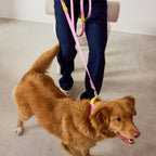 The Fritz lead and collar set