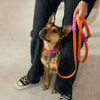 The Fritz lead and collar set