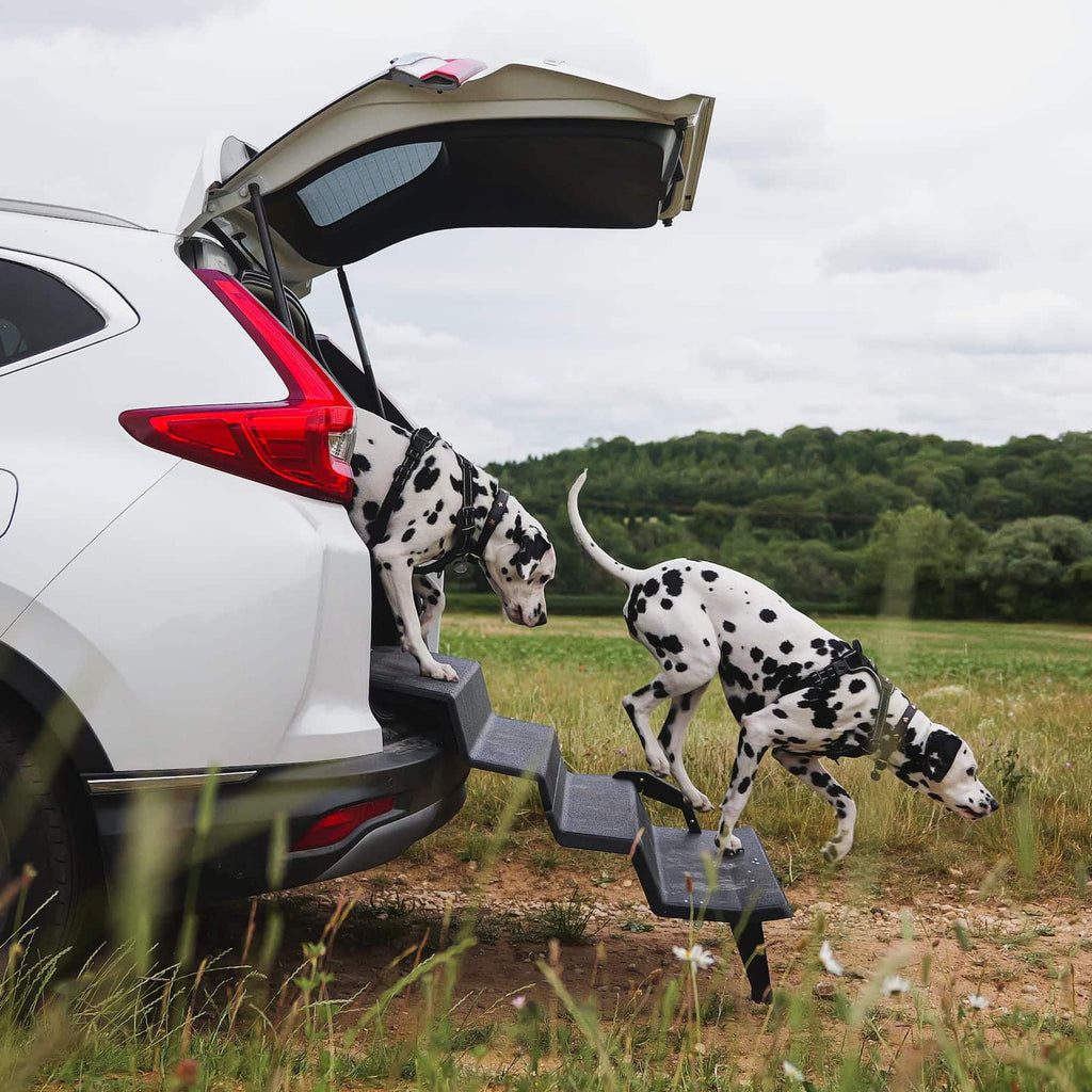 Dog & Drive Dog Steps