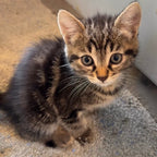 Cat Litter Odour Buster Original