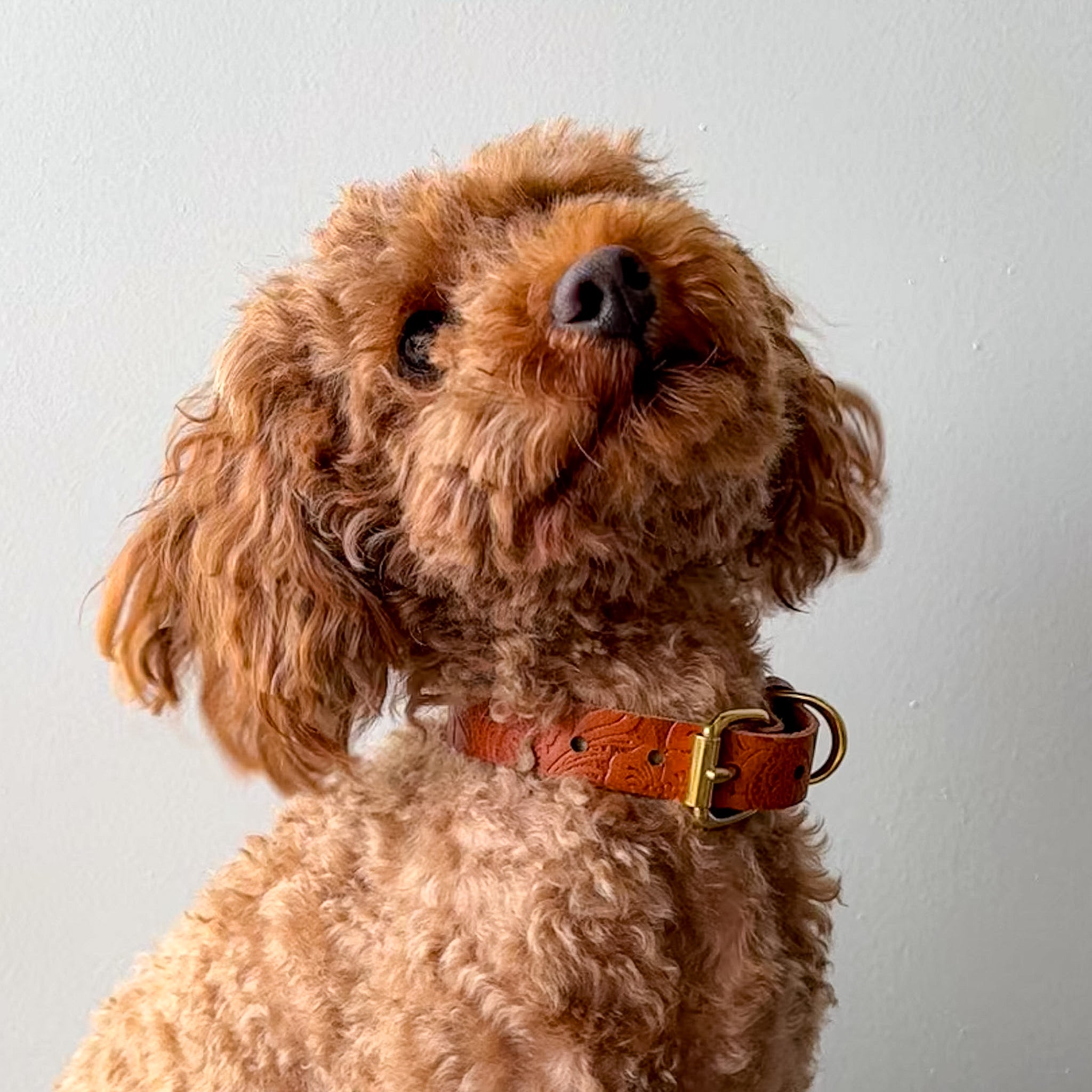 Doggy with Style Hundehalsband Floralis - Schmal