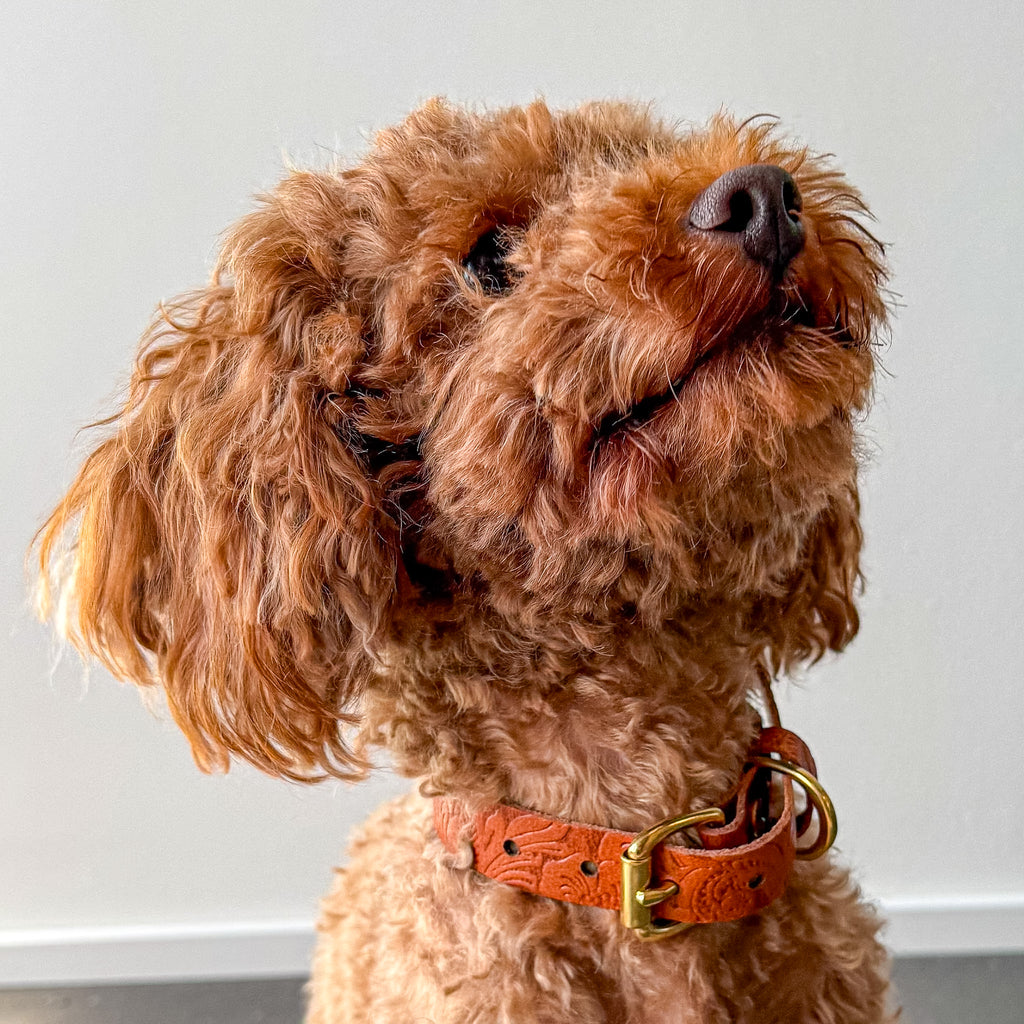 Doggy with Style Hundehalsband Floralis - Schmal
