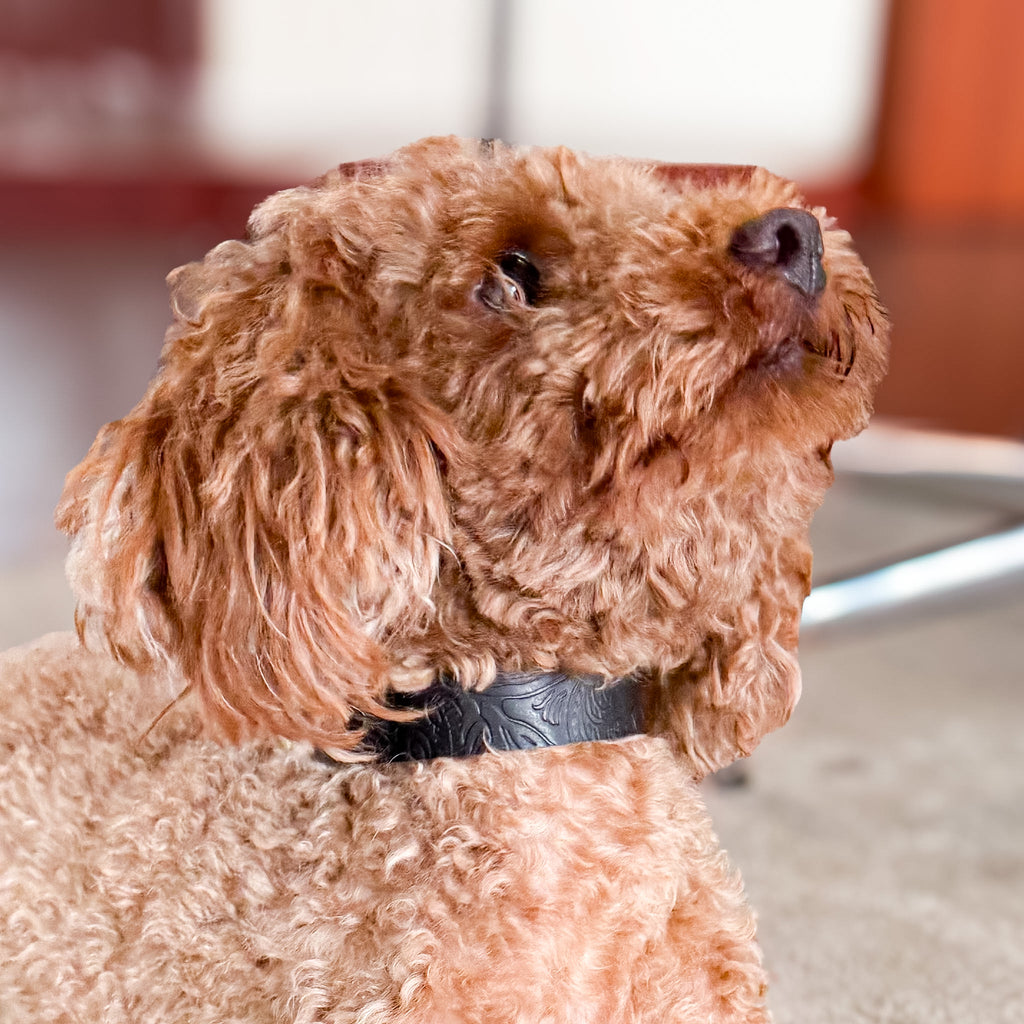 Doggy with Style Hundehalsband Floralis - Schmal