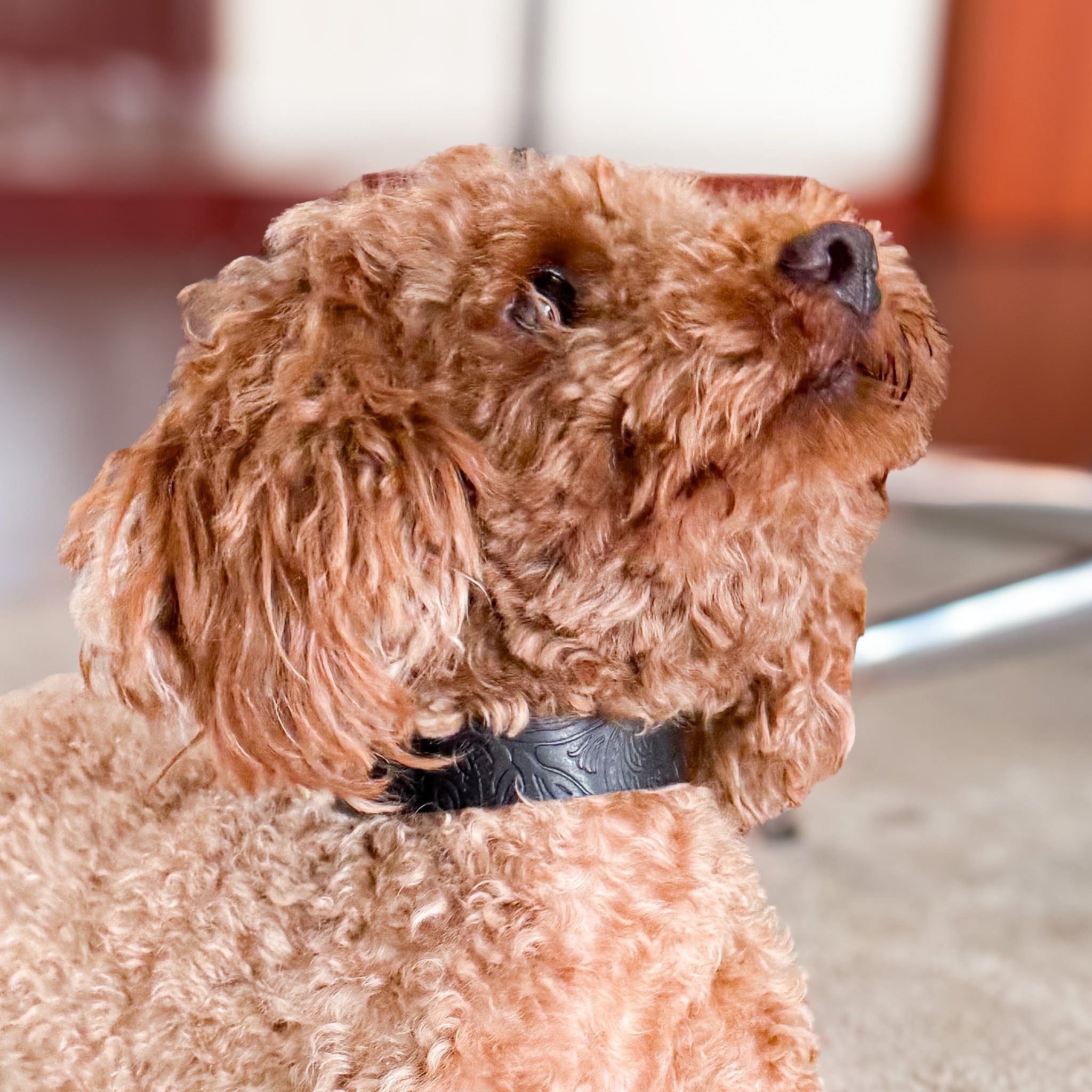 Doggy with Style Hundehalsband Floralis - Schmal