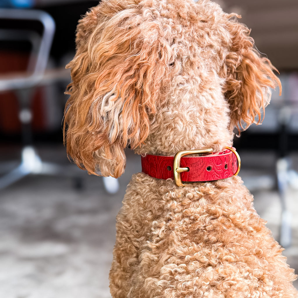 Doggy with Style Hundehalsband Floralis - Schmal