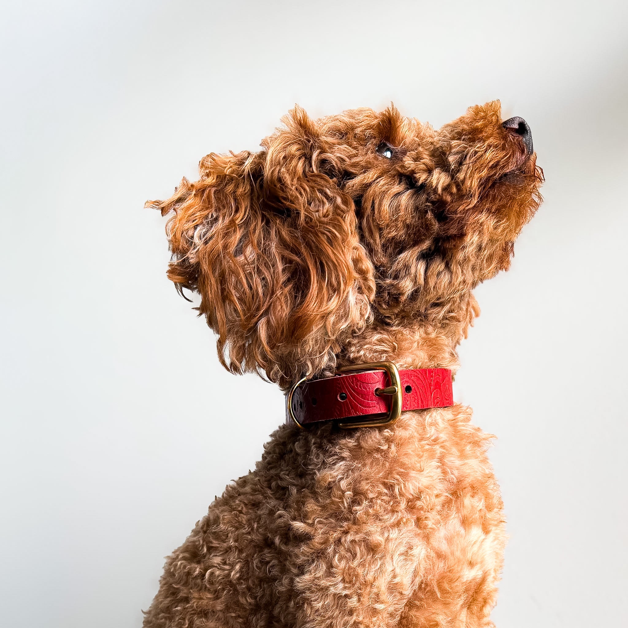 Doggy with Style Hundehalsband Floralis - Schmal