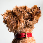 Floralis set Sleek - Collar, Lead & Dog Tag