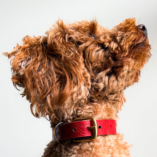 Doggy with Style collier pour chien Floralis - etroit