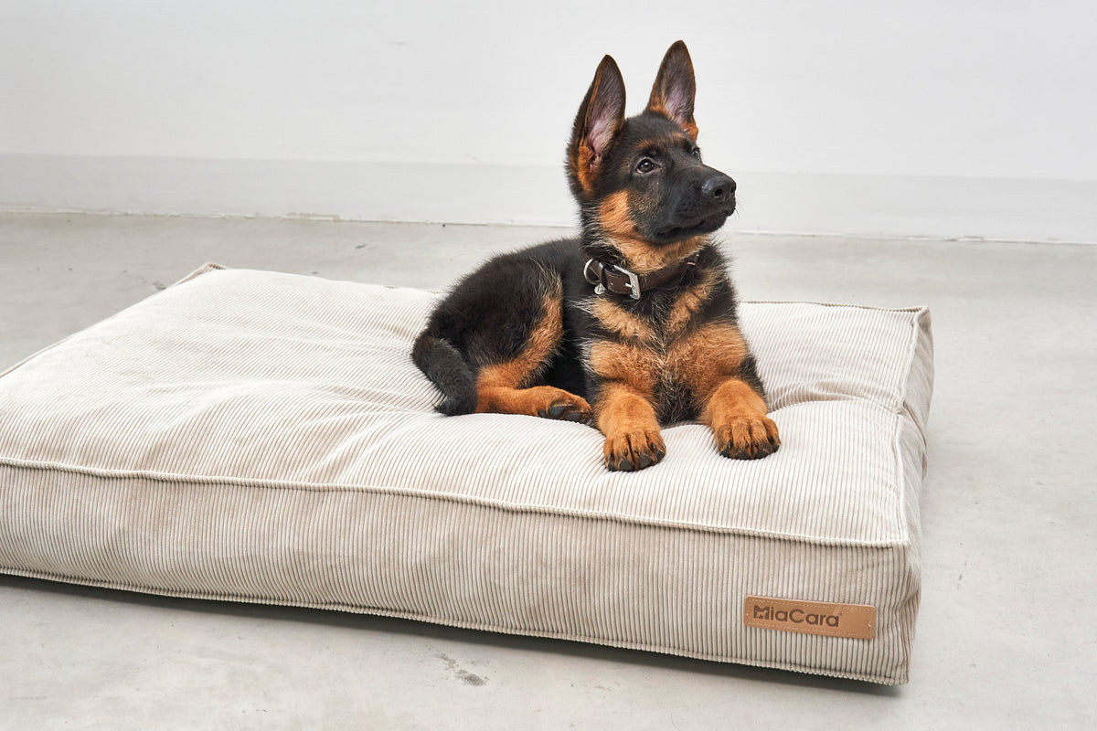 Cordo Hundekissen