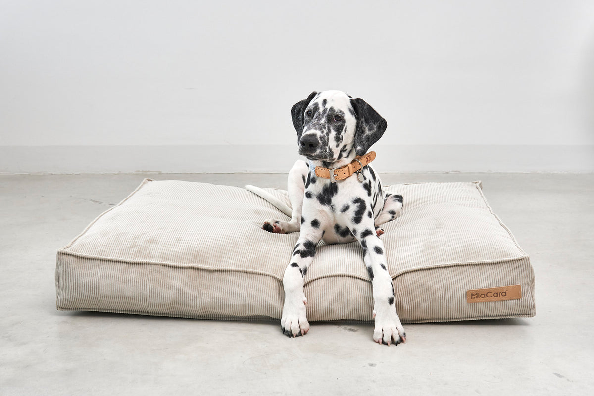 Cordo Hundekissen
