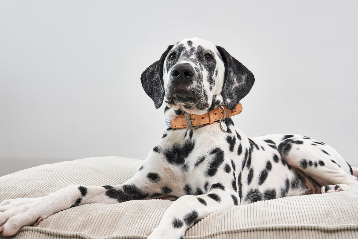Cordo Hundekissen