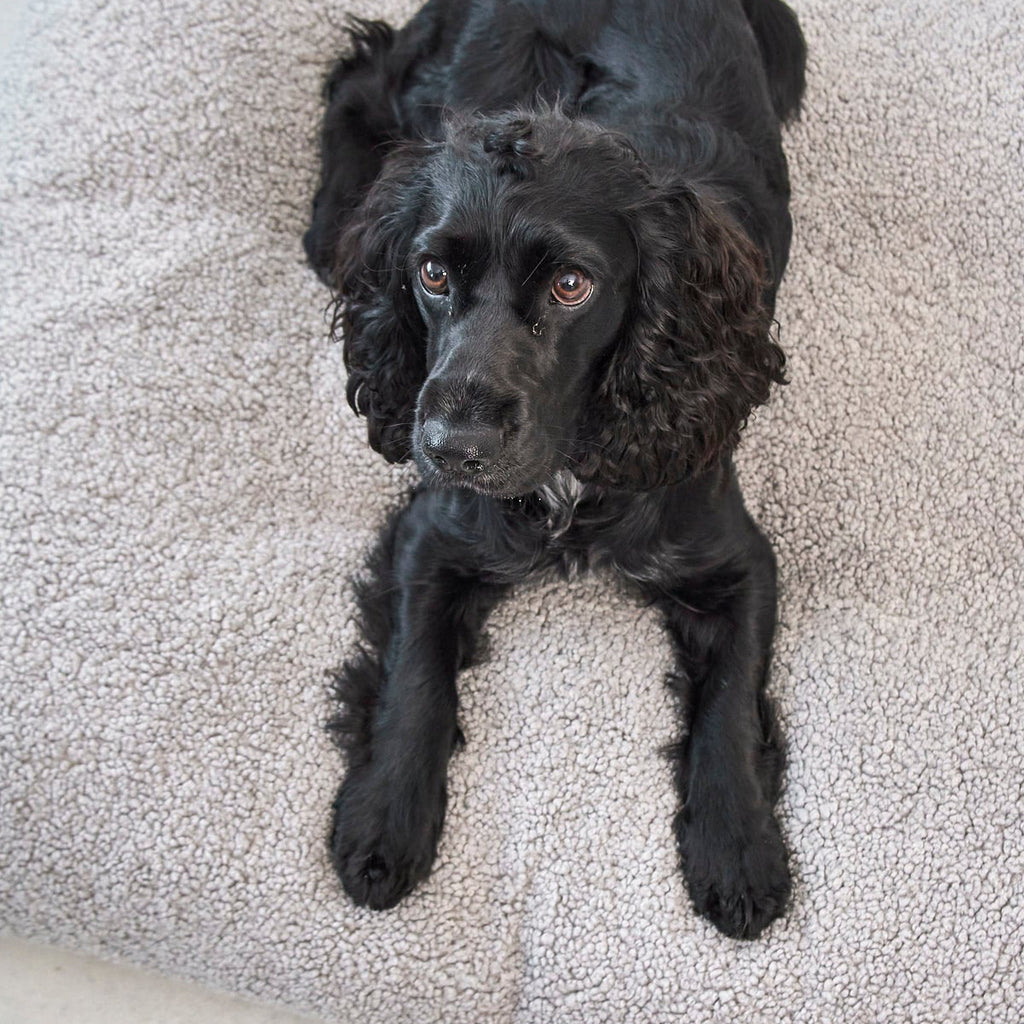 MiaCara Senso Hundekissen