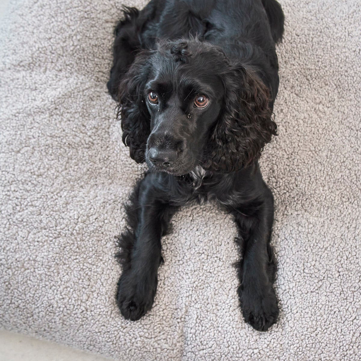 MiaCara Senso Hundekissen