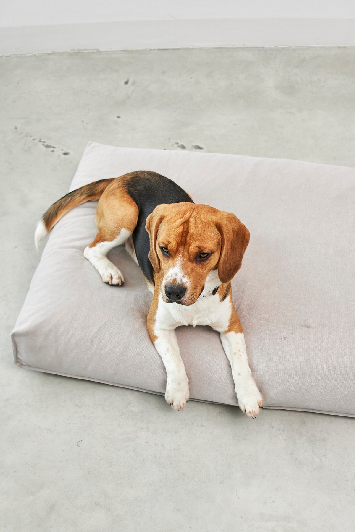 Comodo Hundekissen
