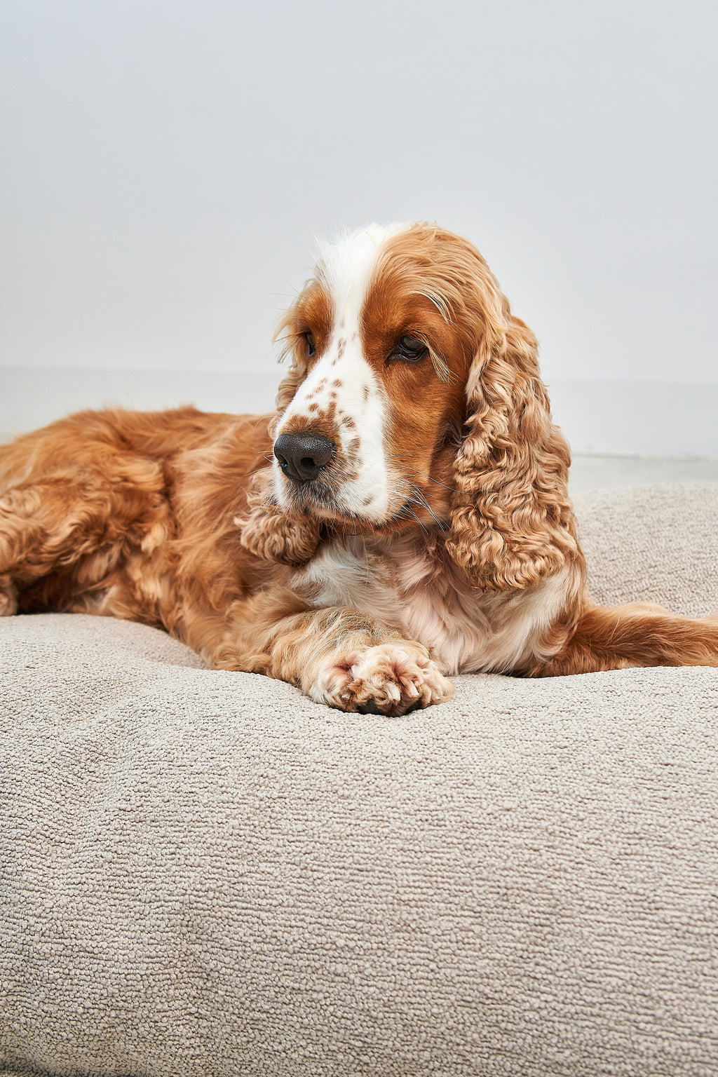 MiaCara Mondo Hundekissen