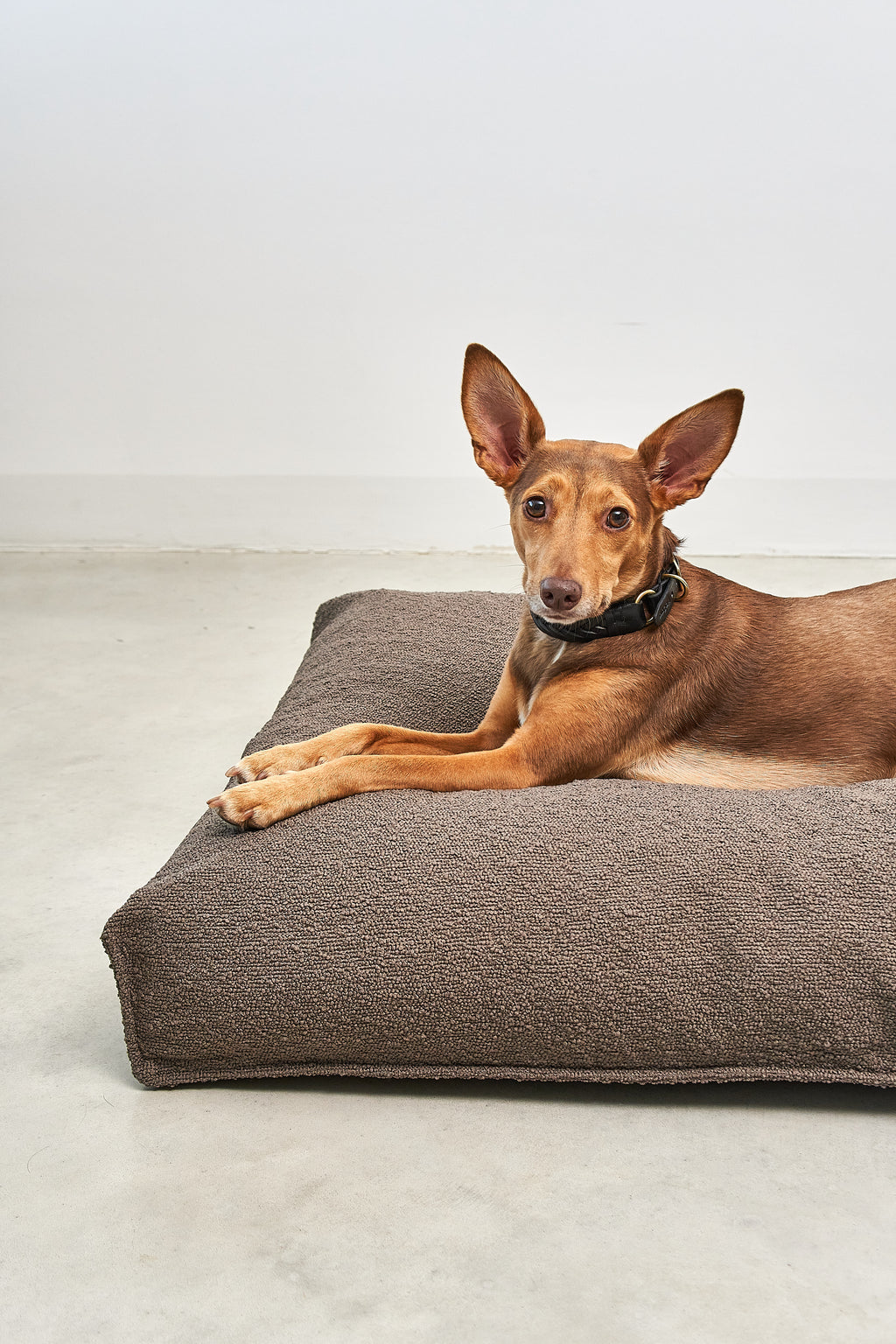 MiaCara Mondo Hundekissen