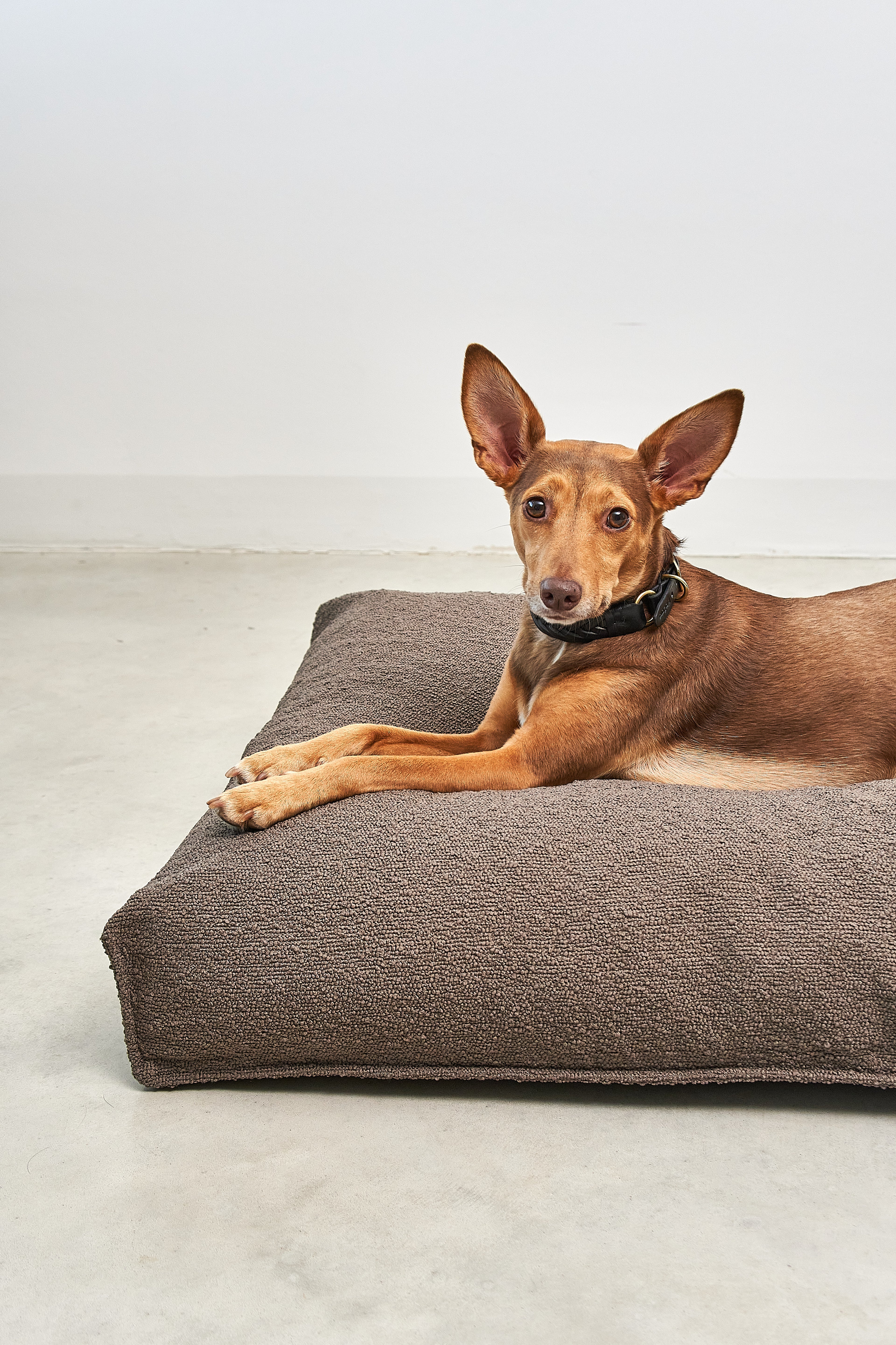 MiaCara Mondo Hundekissen