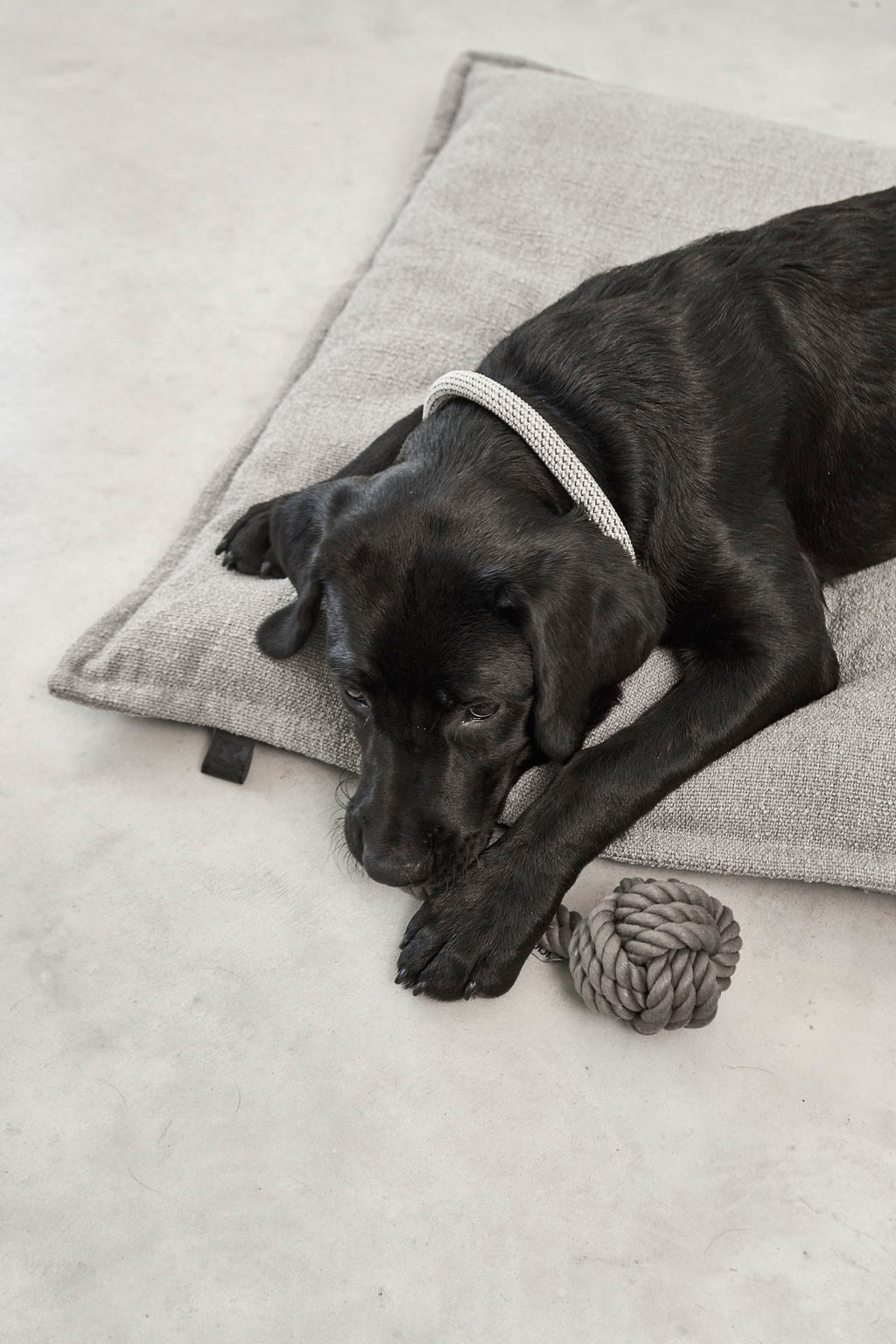 MiaCara Campo Hundekissen
