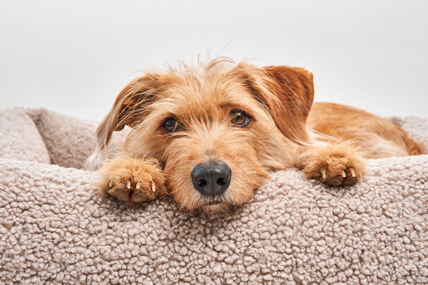 MiaCara Senso Hundebett
