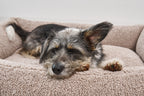 Senso Hundebett