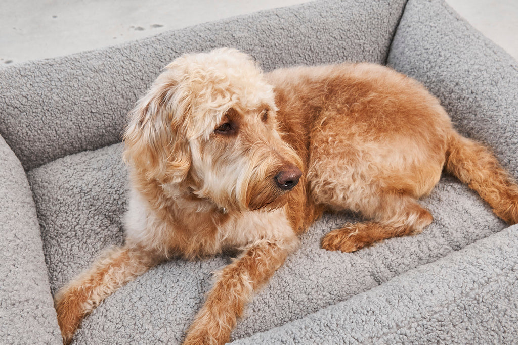 MiaCara Senso Hundebett