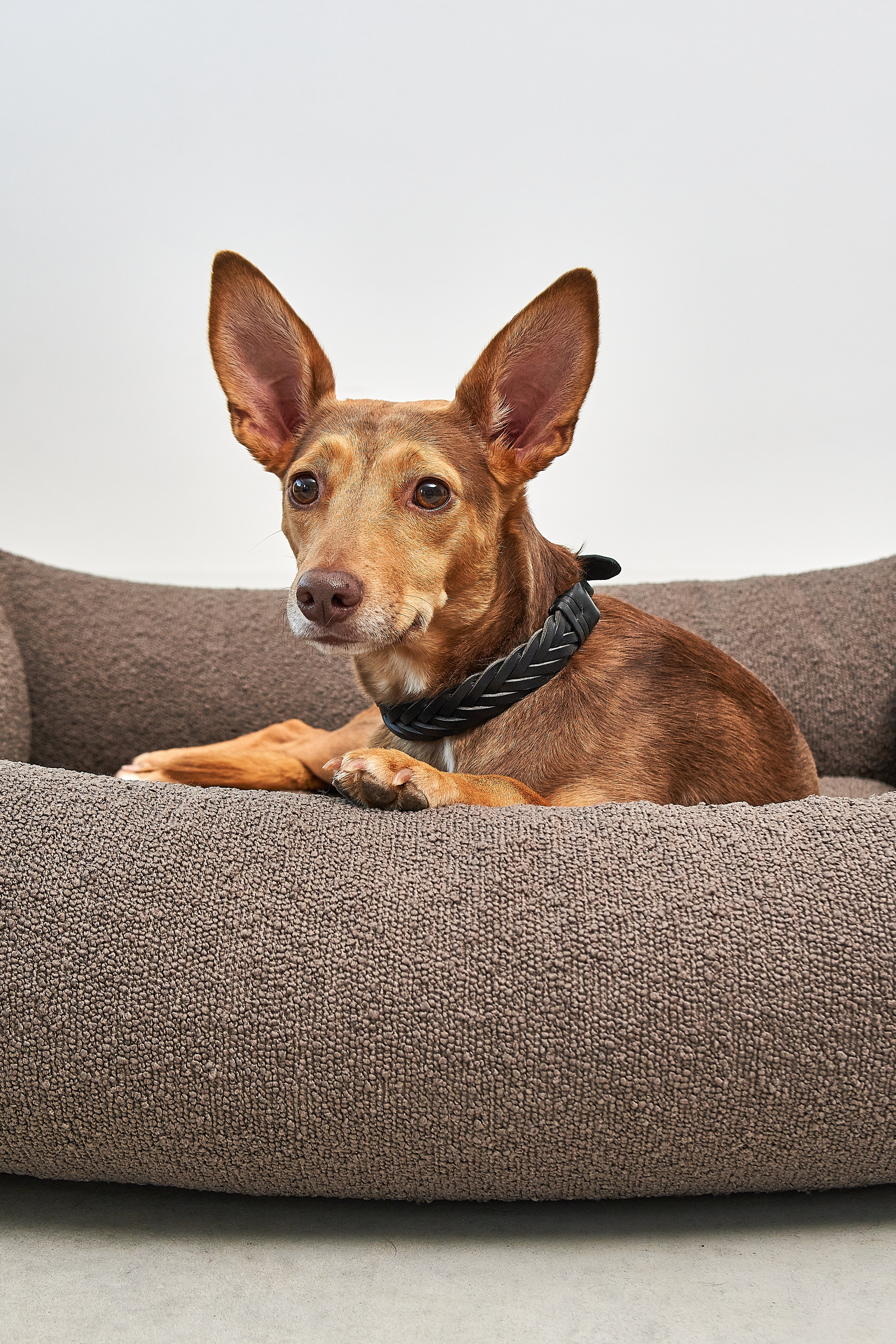 MiaCara Mondo Hundebett