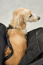 Borsa Dog Carrier Bag