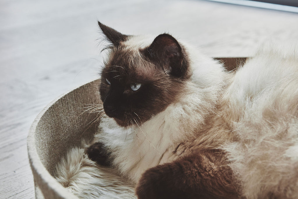 MiaCara Cesto Katzenkorb