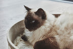 Cesto cat basket