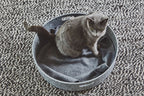 Unica Cat Blanket