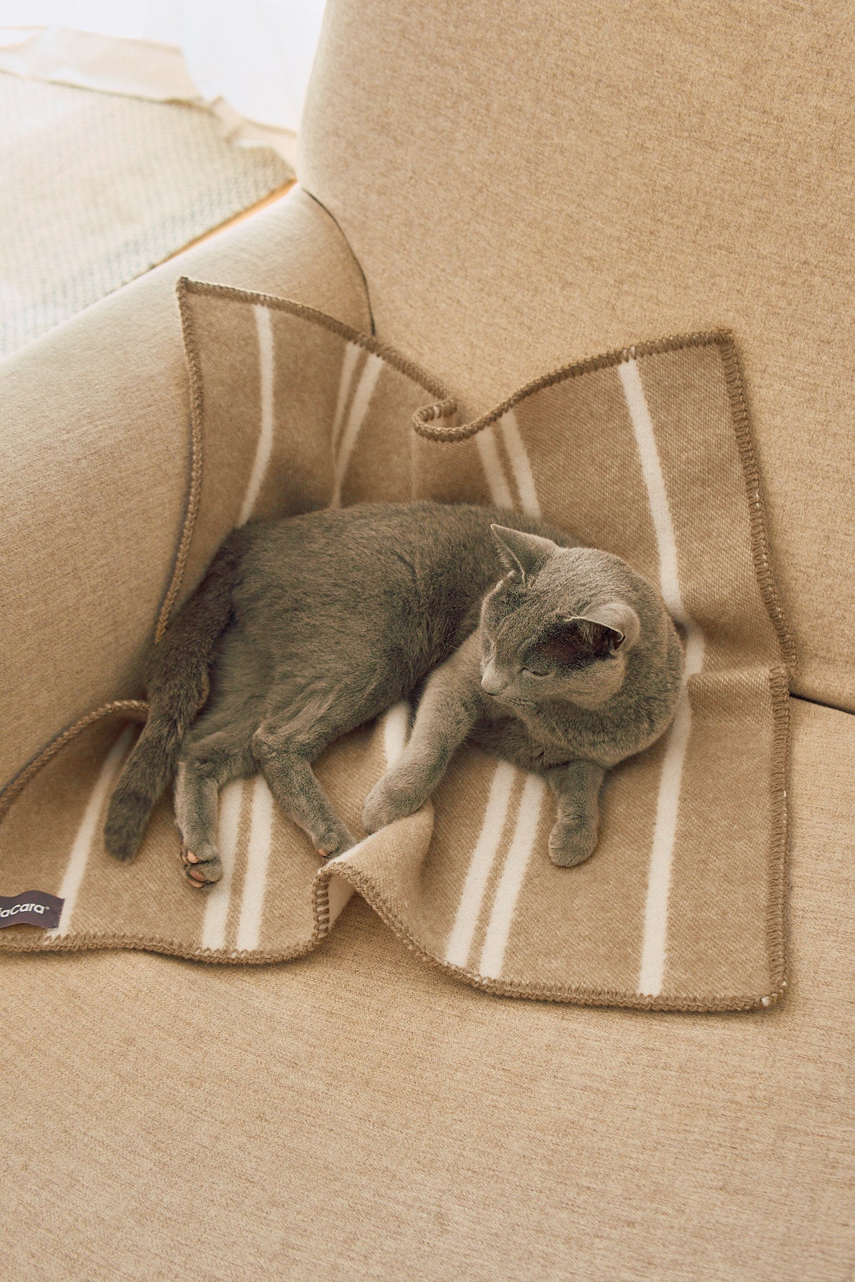 Rigato Katzendecke