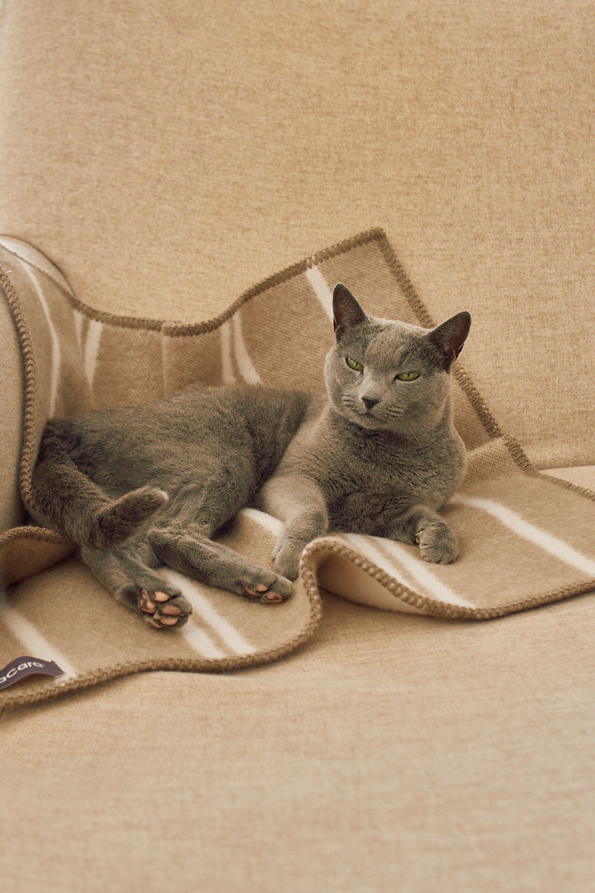 Rigato Katzendecke