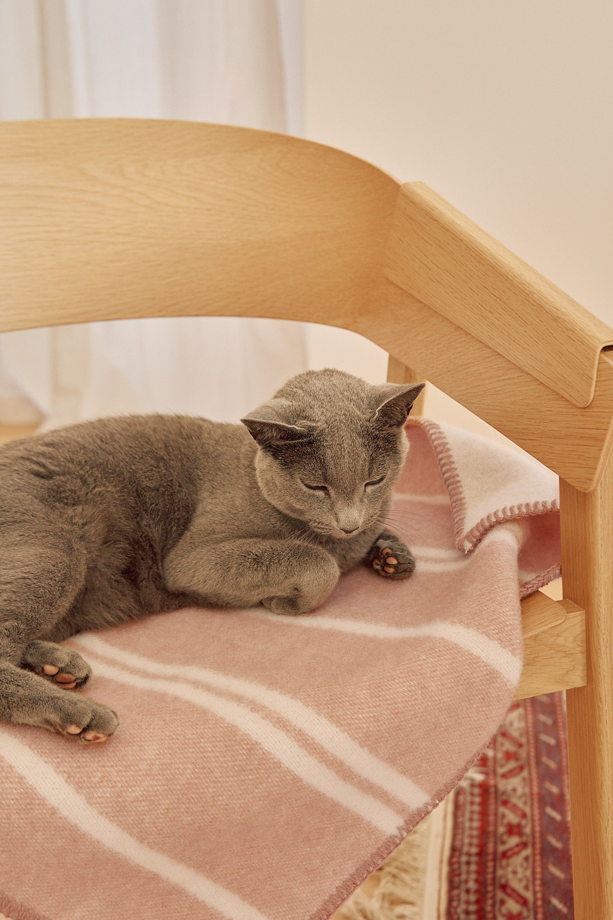 Rigato Katzendecke