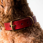 Floralis set Sleek - Collar, Lead & Dog Tag