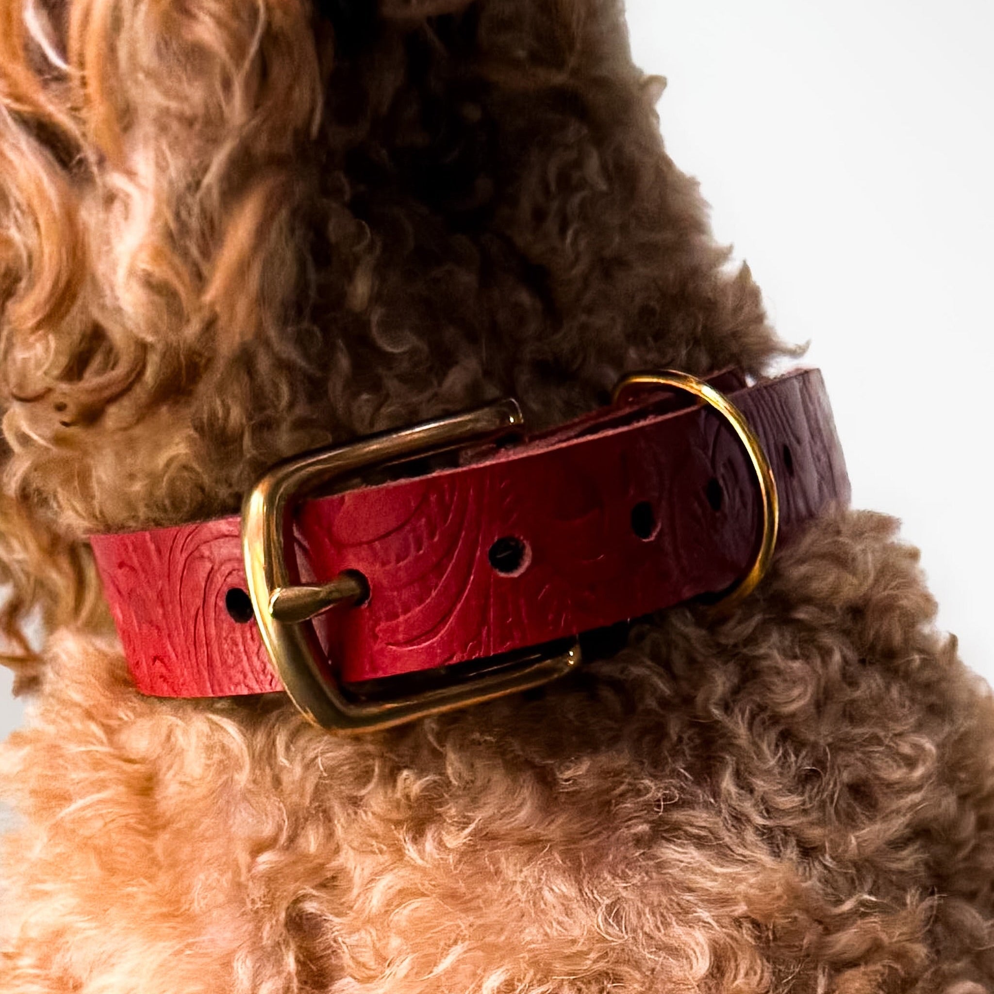 Floralis set Sleek - Collar, Lead & Dog Tag