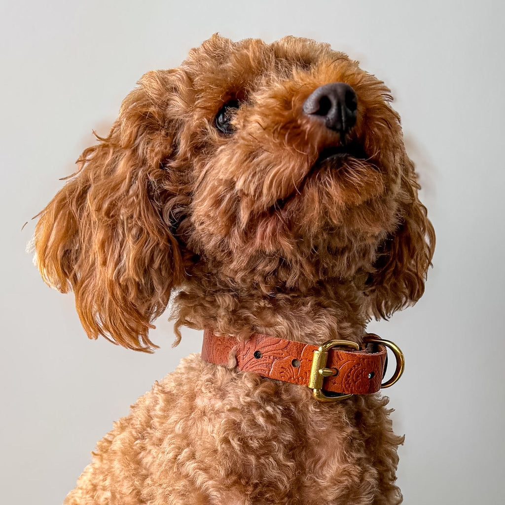 Floralis set Sleek - Collar, Lead & Dog Tag