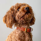 Floralis set Sleek - Collar, Lead & Dog Tag