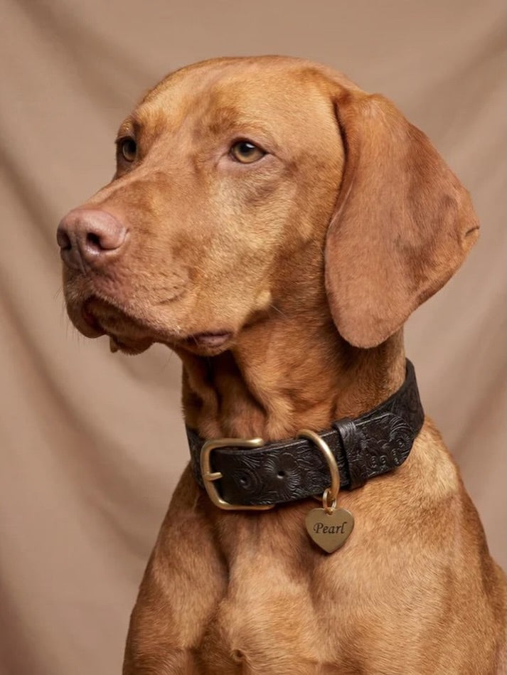Floralis set Wide - Collar, Lead & Tag