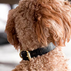 Floralis set Sleek - Collar, Lead & Dog Tag