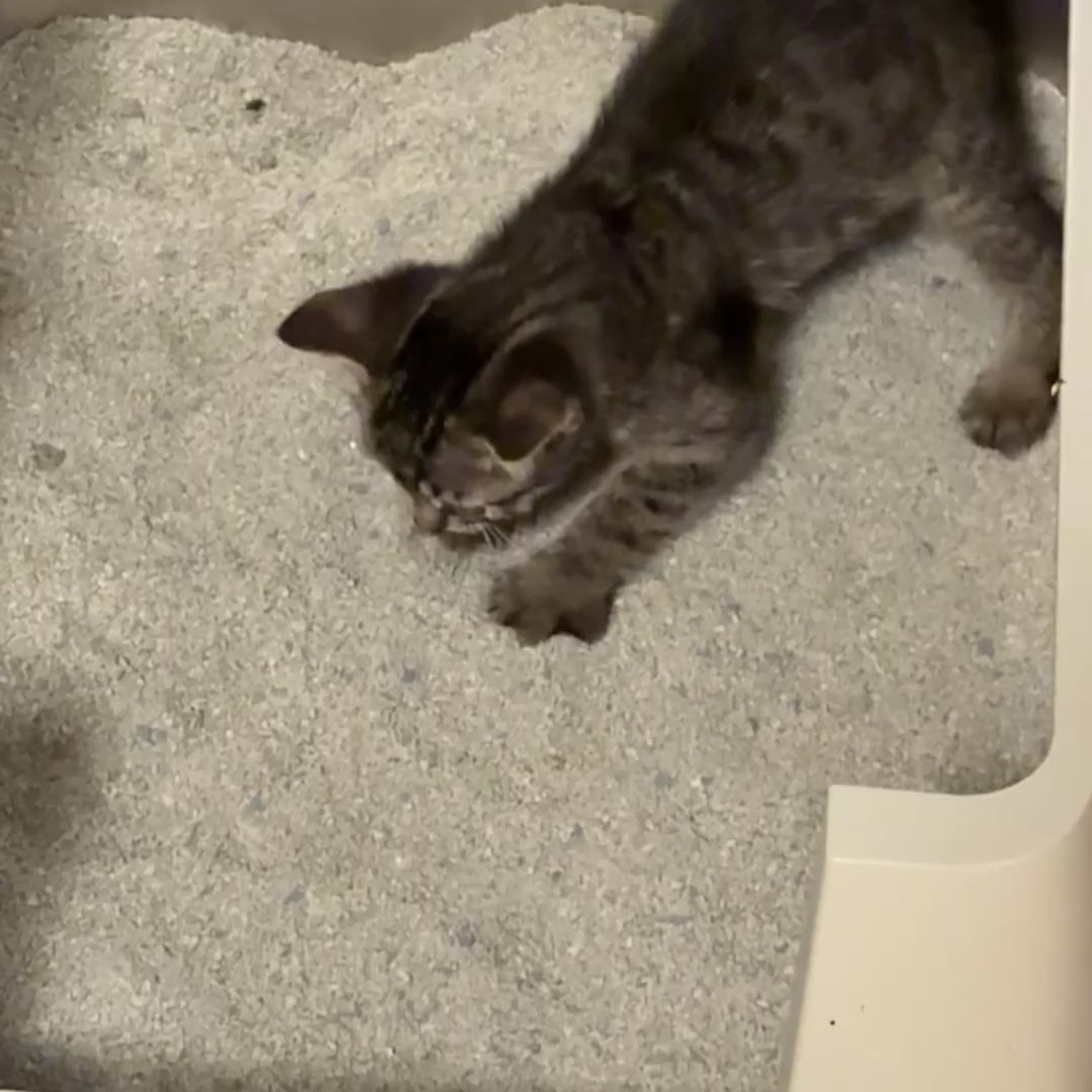 Intersand Cat Litter Odour Buster Original