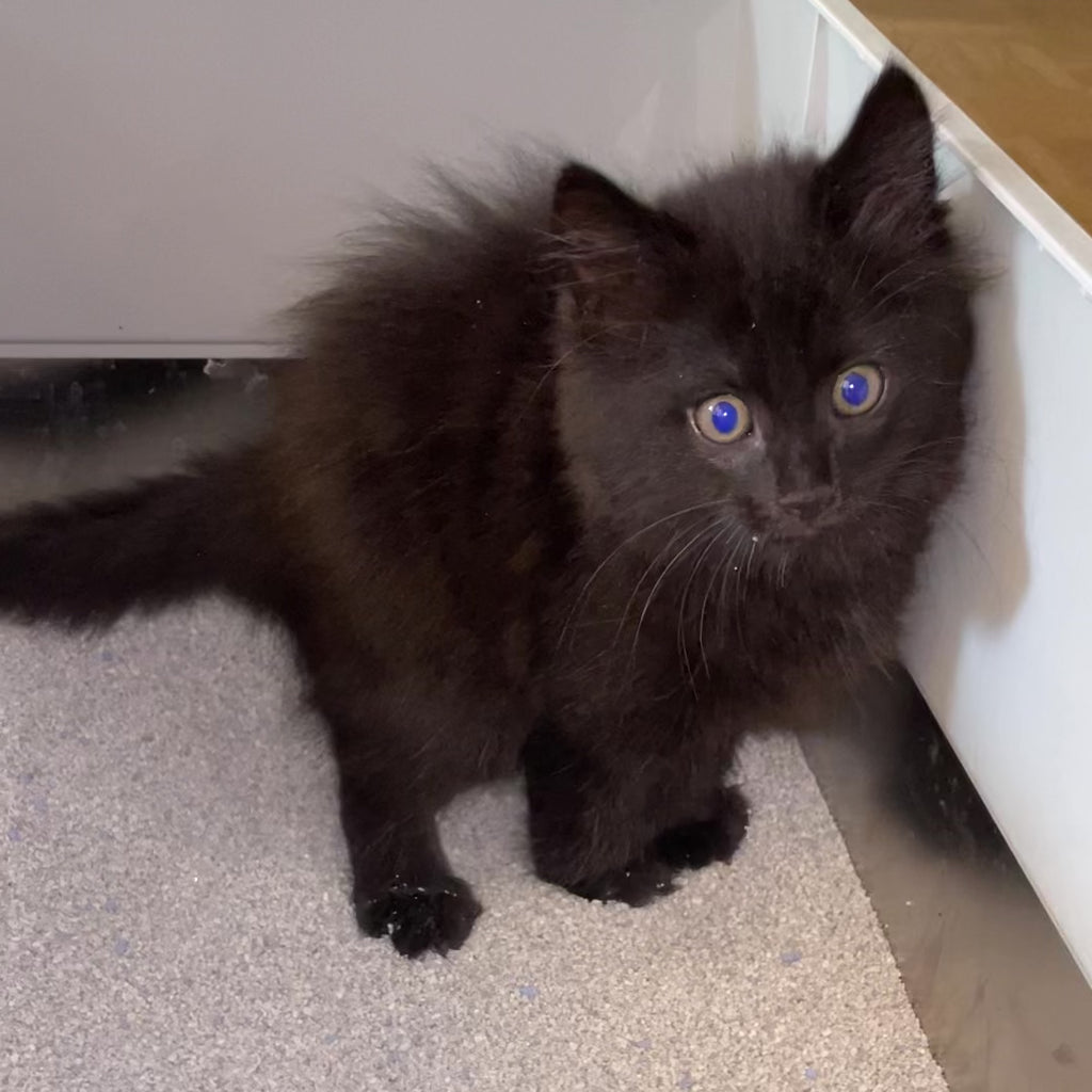 Intersand Cat Litter Odour Buster Original