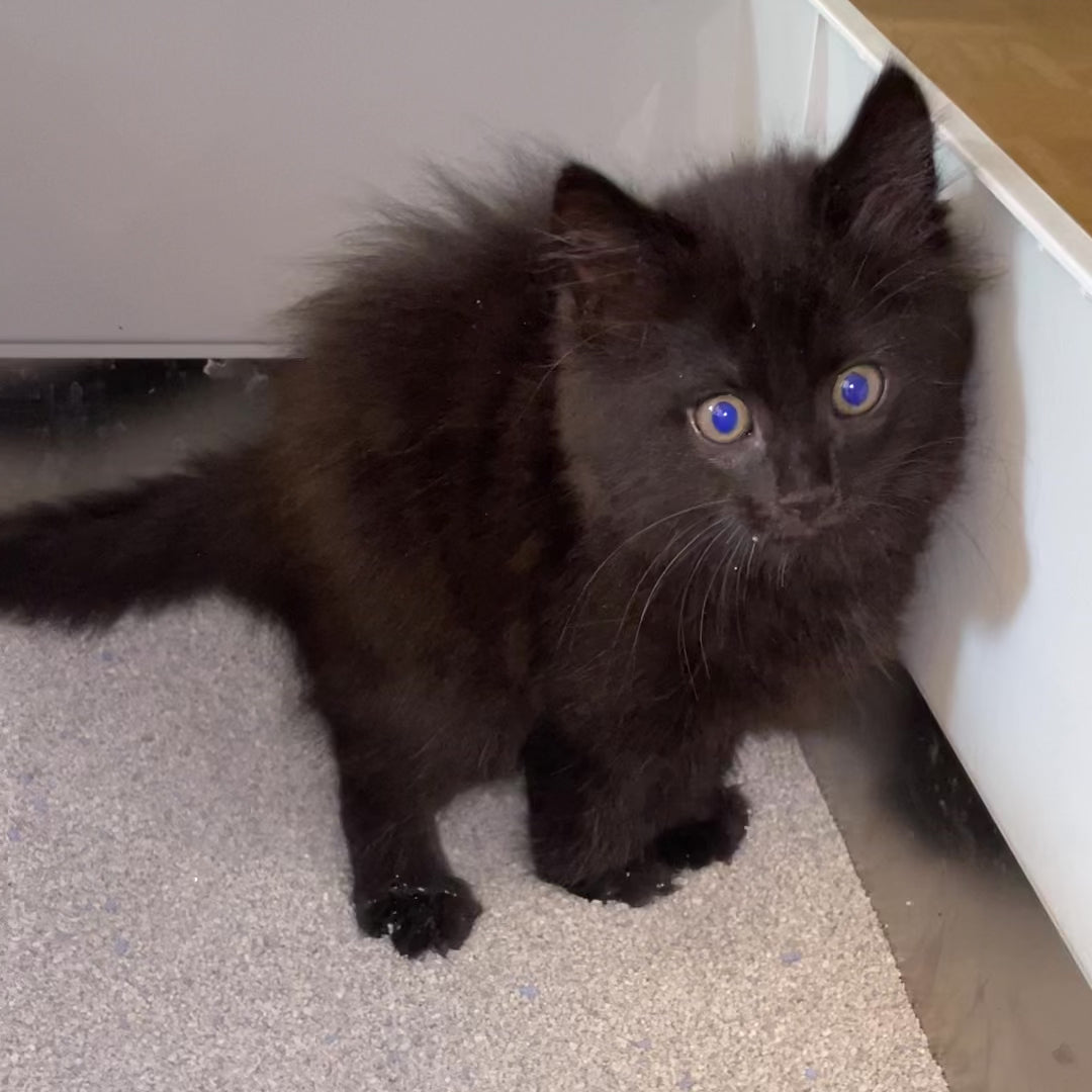 Intersand Cat Litter Odour Buster Original