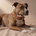 Floralis set Wide - Collar, Lead & Tag