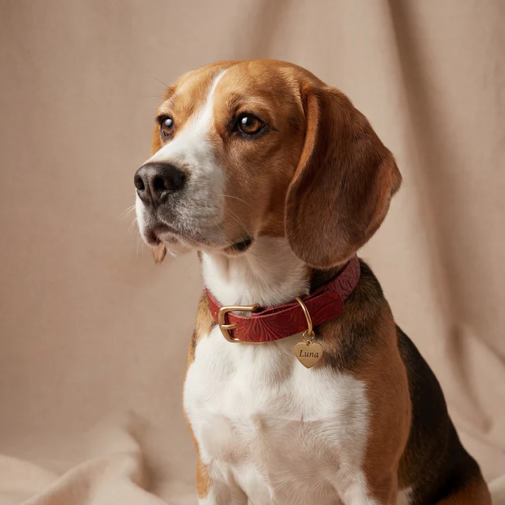 Doggy with Style Dog Collar Floralis - Sleek with Dog Tag