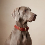 Floralis set Wide - Collar, Lead & Tag